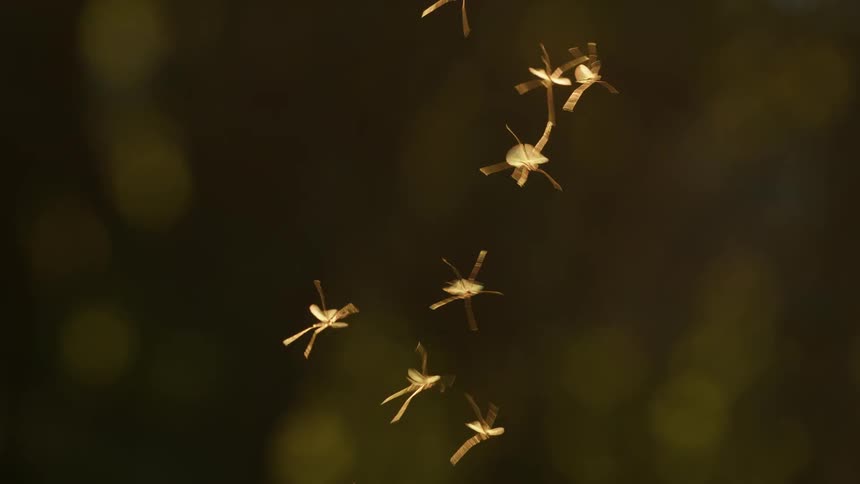 Several bugs flying around, crane flies catching the sunlight in a forest