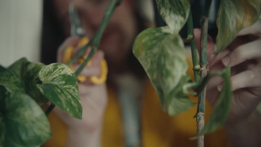 Man with scissors cutting dry leaves from a plant inside the house
