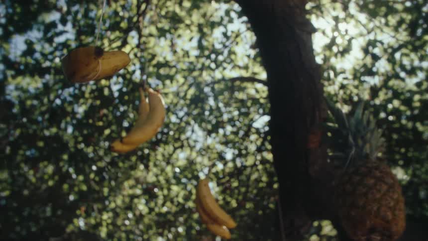 Yellow fruits mostly bananas hang on cords from a tree on a sunny summer day