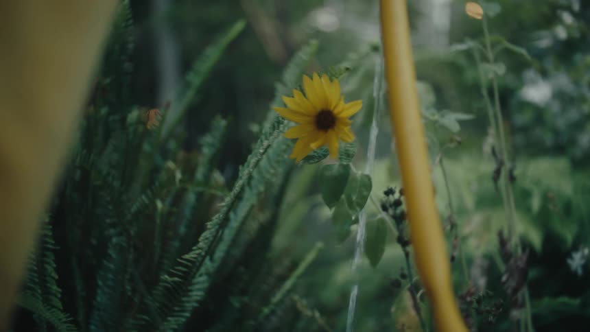 A flower is being water