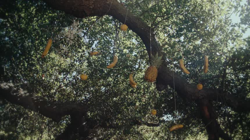 Fruits tied to strings hanging from the trunk of a tree