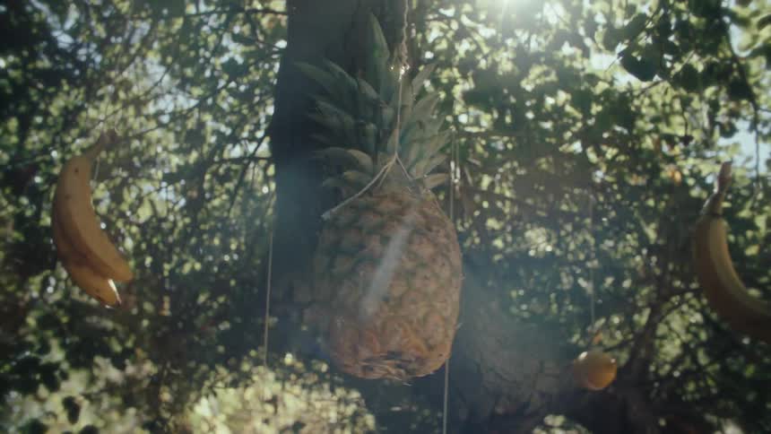 Fruits hang from strings in a sunlit outdoor