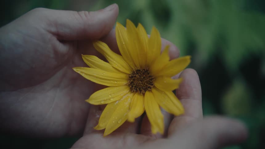The video shows a closeup of a persons hands holding a yellow flower with a brown center the hands are gently cupped around the flower which is covered in small drops of water
