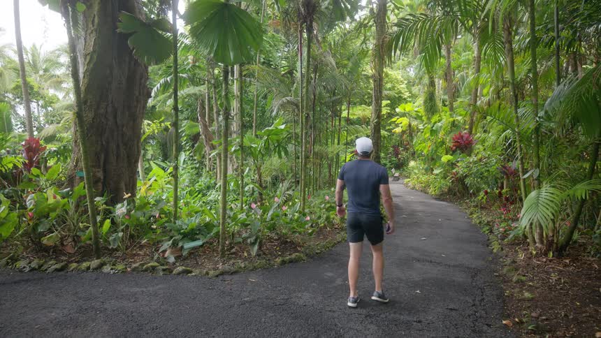 Back of man walking on path through a tropical botanical garden