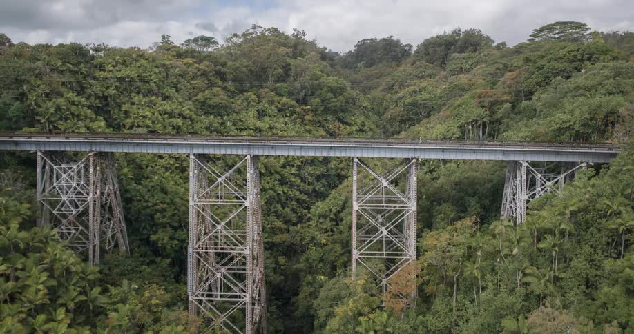 Person walking on a bridge surrounded by dense vegetation