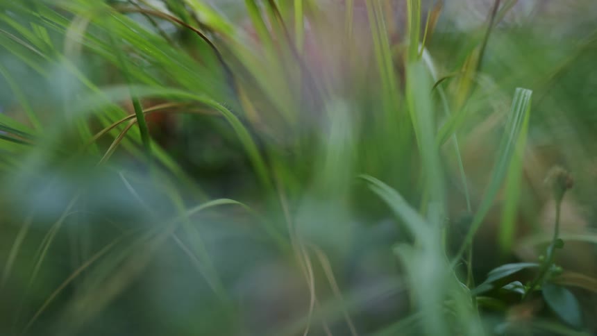 A close up of some grass in a garden