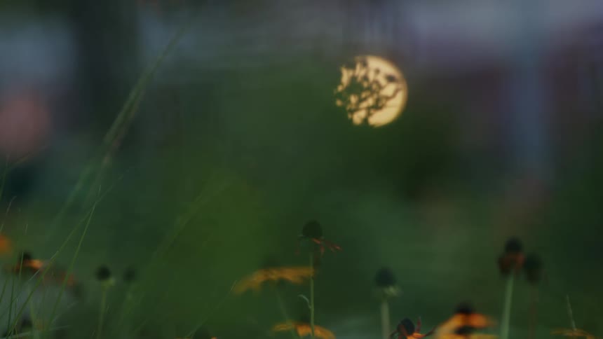 A out of focus light next to some flowers outside