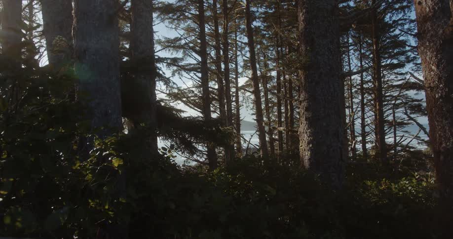 Sunlight filters through the trees