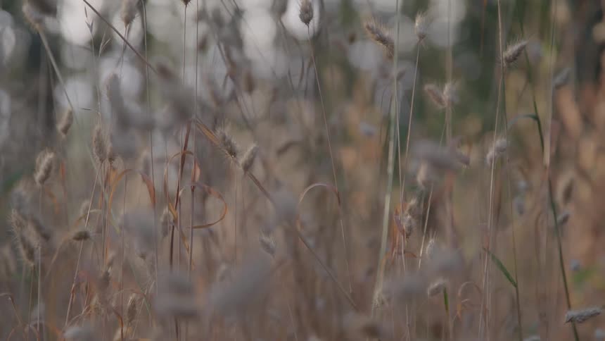 Tall reeds fill the field