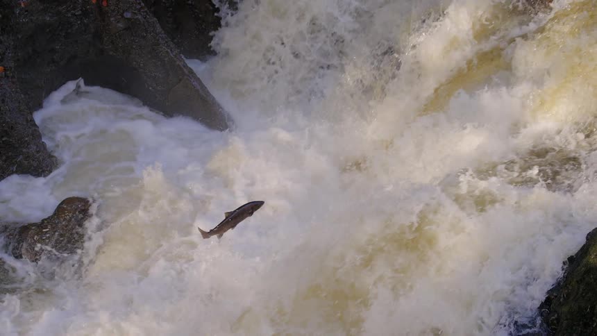 Atlantic salmon jumps out of the foamy churning water of a waterfall as it attempts to swim upstream