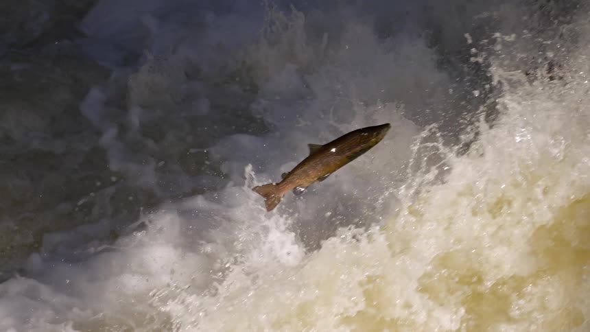 A couple Atlantic salmon leap upstream