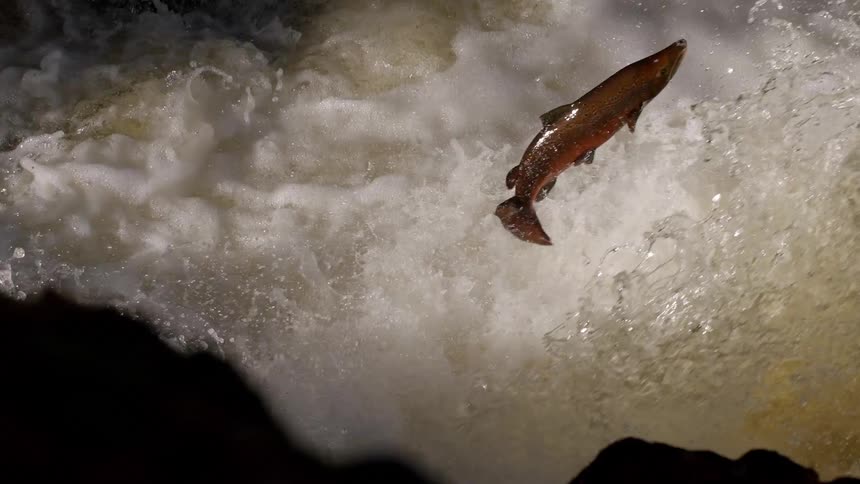 An Atlantic salmon leaps upstream