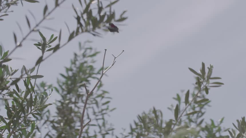 A hummingbird with its iridescent throat flashing perches on a bare branch of an olive tree against a pale sky before taking off