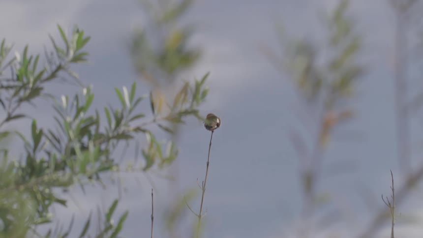 A bird flies off from a plant in the woods at midday