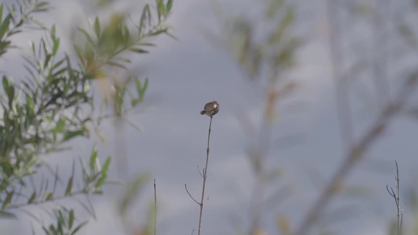 A hummingbird perched on a stem