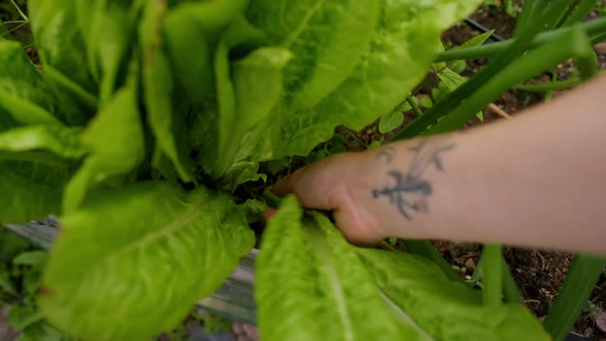 The video shows a person with a tattoo on their wrist harvesting a head of lettuce from a garden the person is using their hand to pull the lettuce from the ground surrounded by other leafy plants