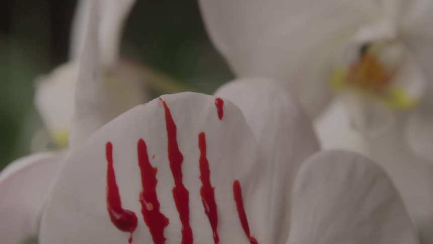 Red droplets running down the white petal of an orchid