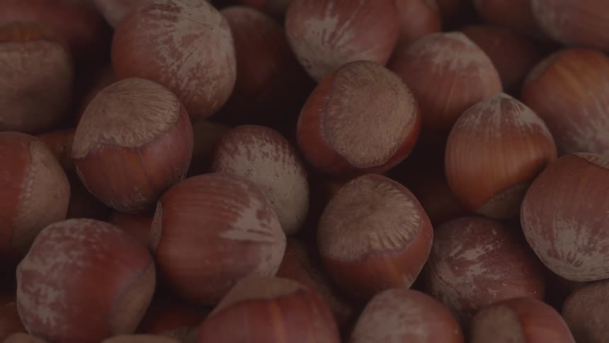 A large pile of whole hazelnuts in their shells is shown appearing slightly dusty