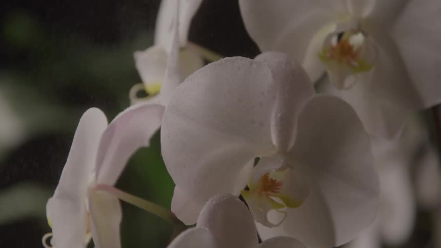 The video shows a closeup of several white orchid flowers as a fine mist of water sprays over them the petals are adorned with tiny water droplets glistening under the light