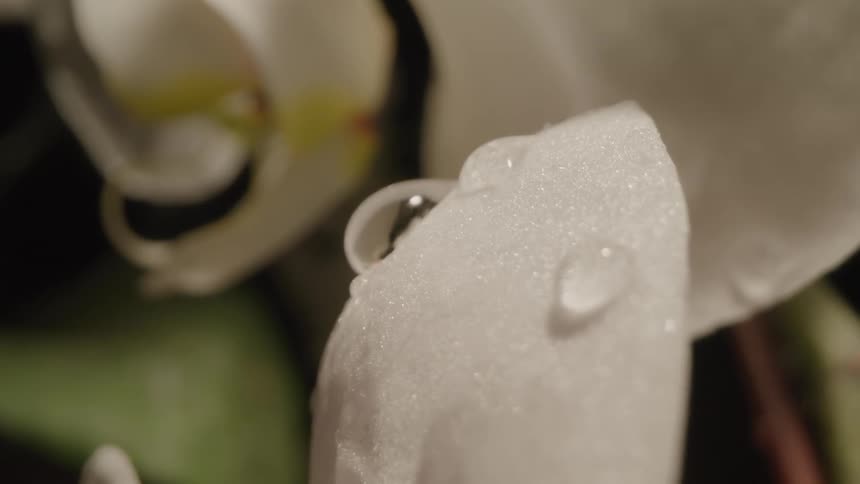 The video shows a closeup of a white orchid with a single large drop of water sitting on one of its petals the petal appears to be wet and the water droplet reflects a blurry light
