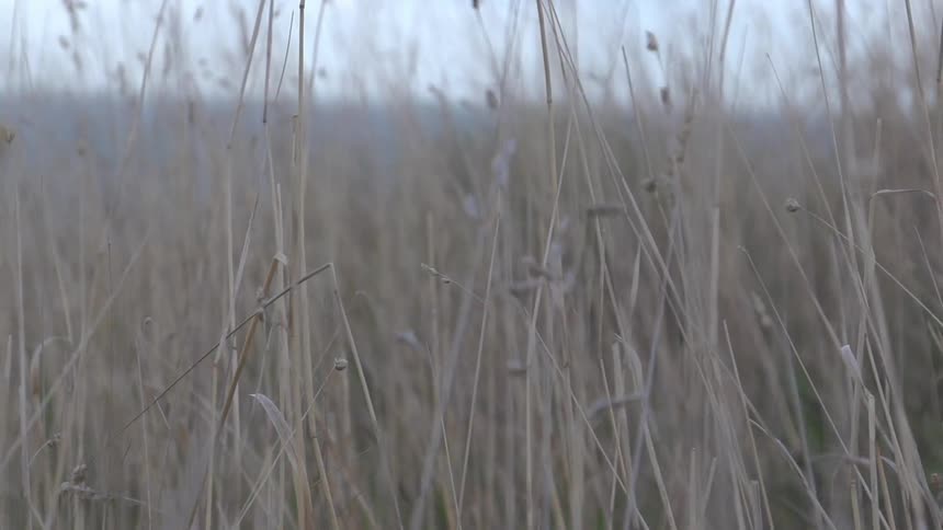 Tall grass growing in a field