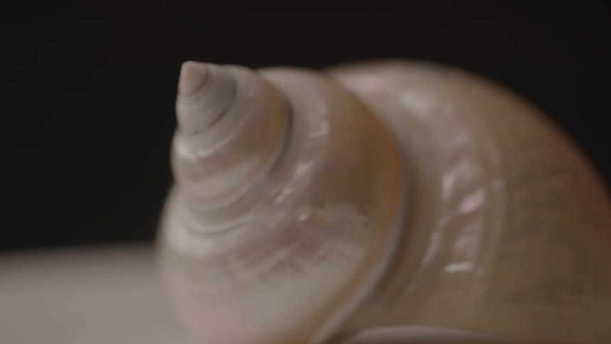 A spiral shaped seashell