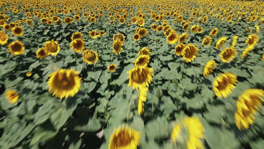 Flying over a field of sunflowers
