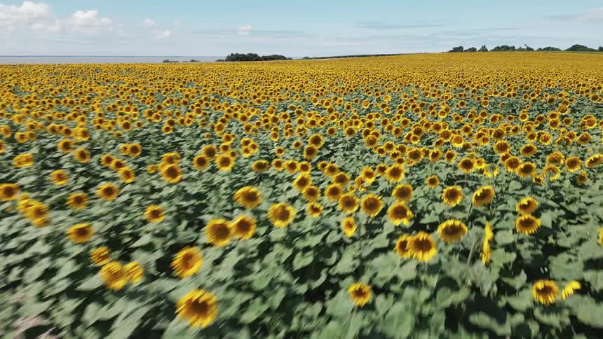 Time lapse aerial of a large farm of yellow sunflowers