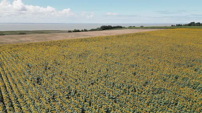 Aerial of a large farm of yellow sunflowers in the country