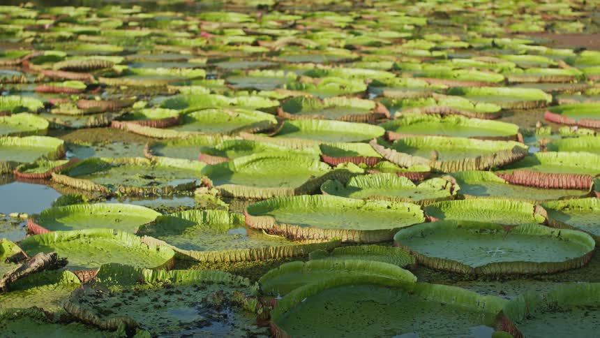 A dense spread of large green lily pads floating on a sunlit pond