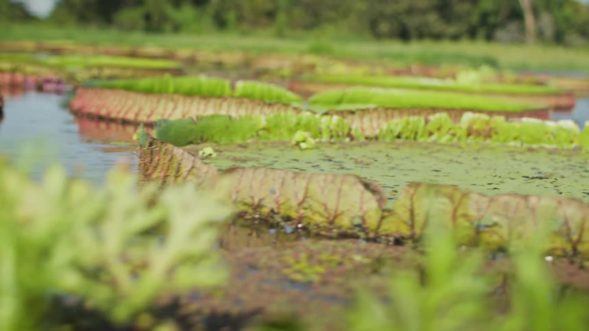 Close up of water lilies on a flowing body of water outdoors during daytime