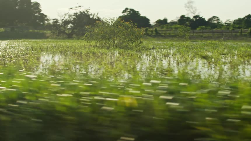 A low angle view from a moving car shows a flooded field of green grass with a wooden fence and tall trees visible in the distance under a clear sky