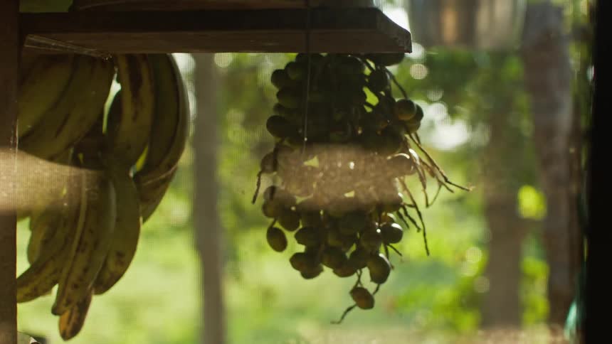 A close view of a porch shows several bananas hanging from a wooden beam and a bunch of small round green fruits hanging from a hook as the camera slowly pans to the right and the screen goes dark