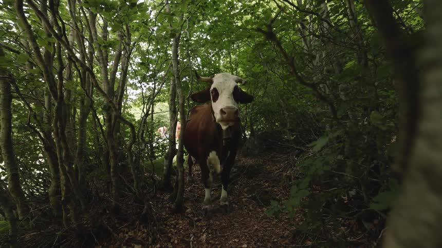 A cow stands on a narrow forest path surrounded by dense foliage