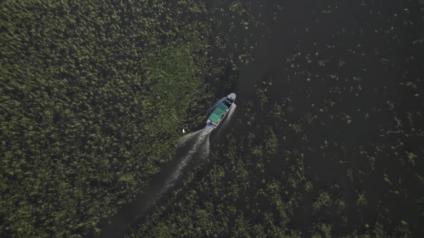 An aerial view shows a small boat moving through a body of water cutting a path through a dense field of green vegetation the boat leaves a white wake behind it as it travels