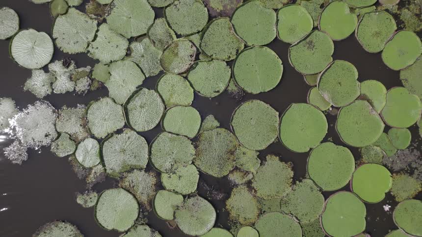 An aerial view of a body of water with several water lilies on the surface