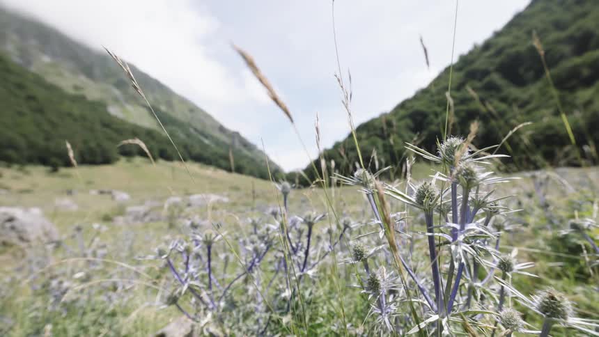 Several grasses moving with the wind next to some flowers in a green field