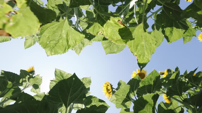 A garden filled with plants and sunflowers under a sunny day with a clear blue sky