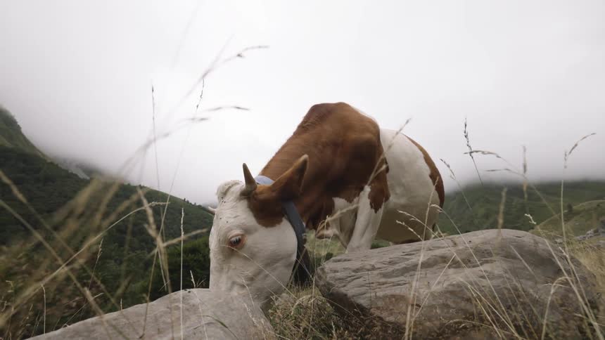 Brown and white cow in a foggy mountainous area