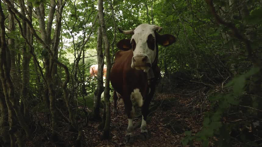 A brown cow stands in the woods at midday