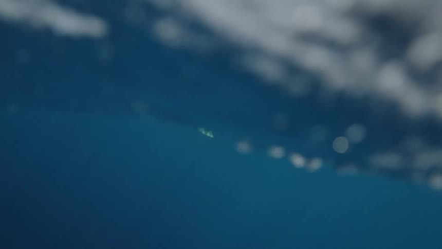 Dolphin swims just below the surface of the ocean leaving a trail of bubbles