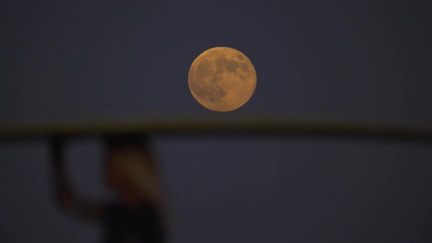Surfer woman walking and carrying her surfboard with a big fin under the full moon light at night