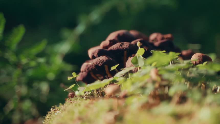 Dark brown mushrooms grow on a mossy forest floor