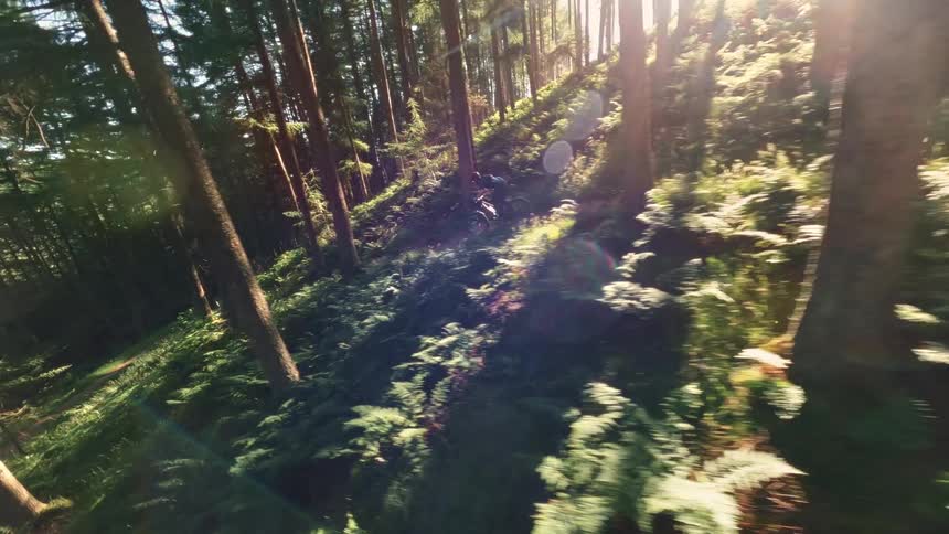 A cyclist rides down a narrow trail through a dense green forest