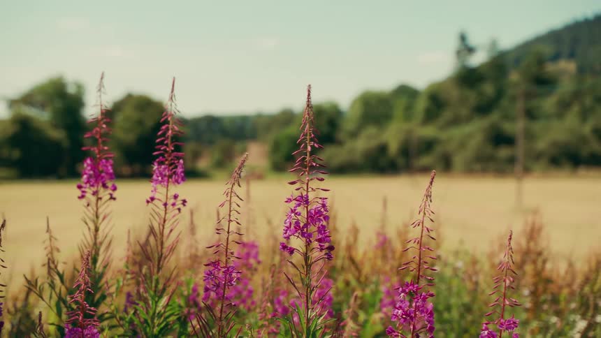 A grassland with flowering plants growing at midday