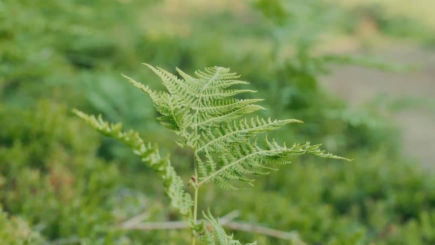 The video shows a closeup static shot of a bright green fern frond the background is a blur of green and there is a filmsupply watermark visible