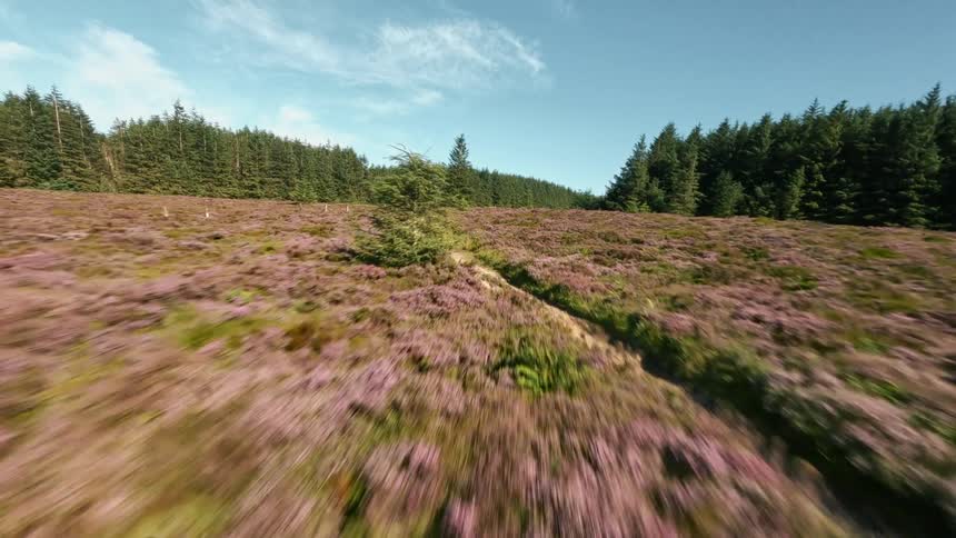 A trail winds through purple heather with pine trees behind