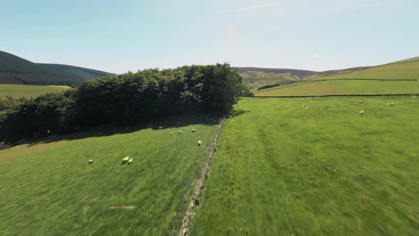 Flock of sheep grazing near the shade of trees