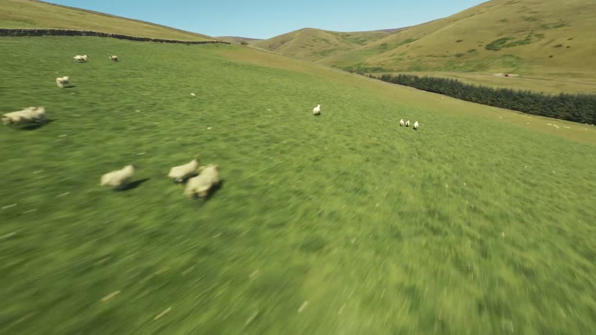 Sheep scattered across a green hillside under a blue sky