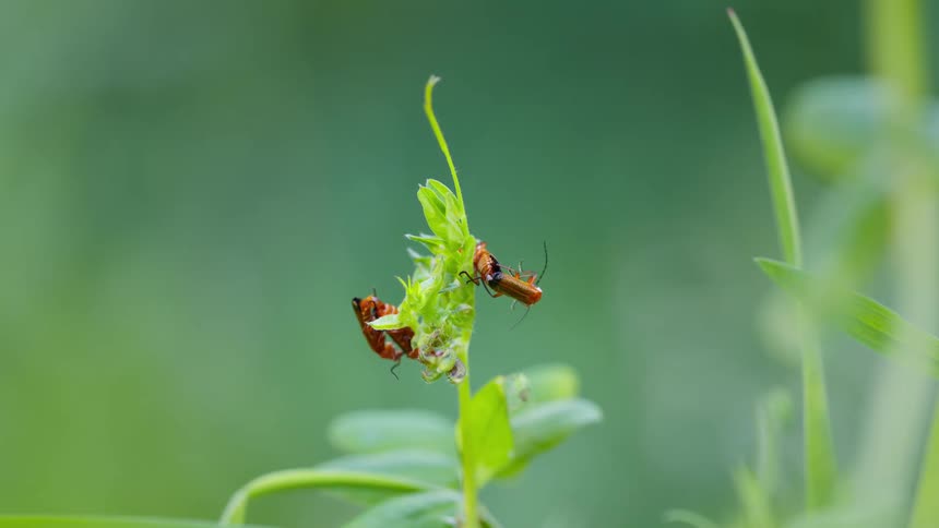Red soldier beetles mating on a green bud in a natural setting